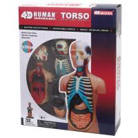 Пазл 4D Master Об'ємна анатомічна модель Торс людини (FM-626003)