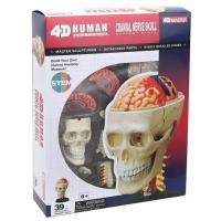 Пазл 4D Master Об'ємна анатомічна модель Черепно-мозкова коробка людини (FM-626005)